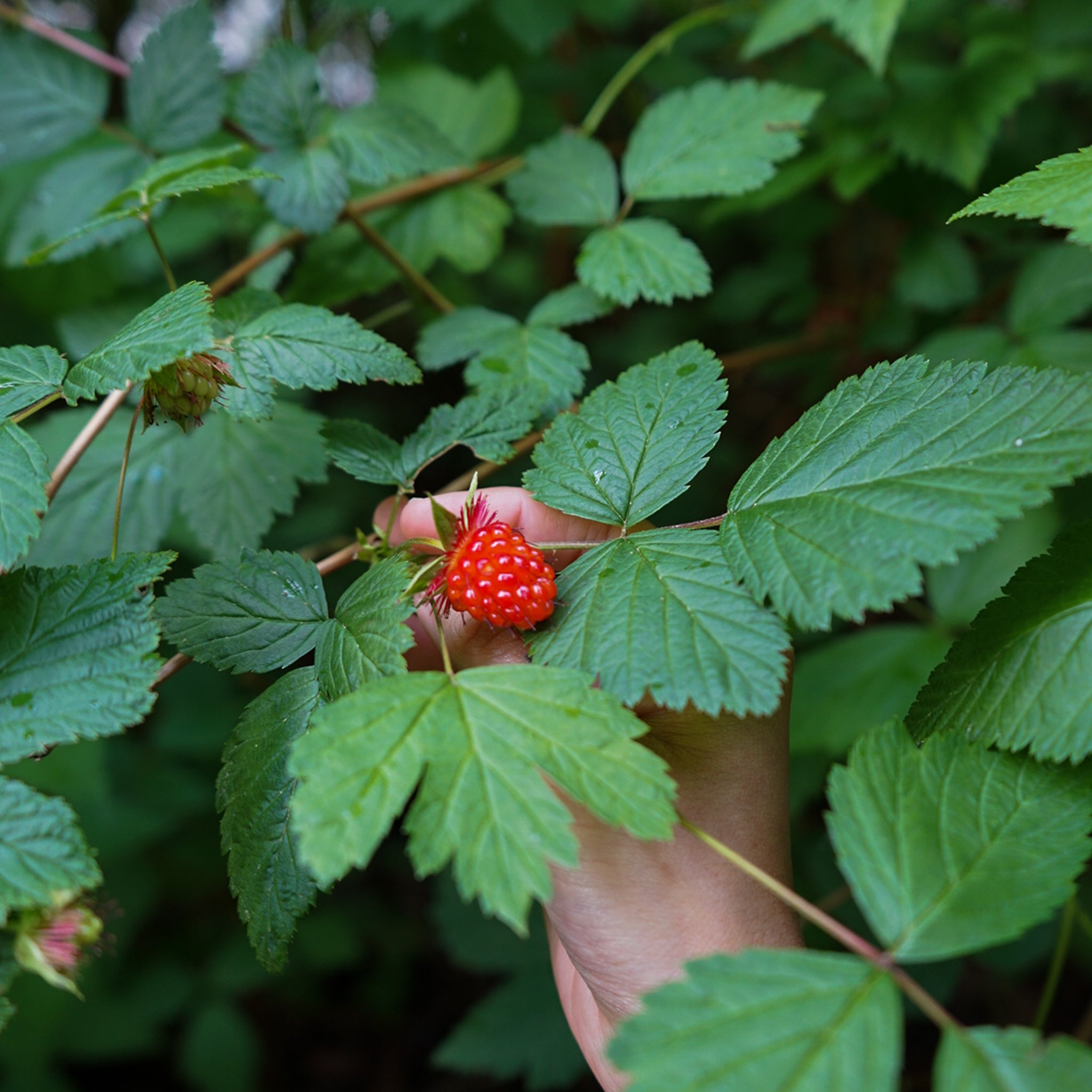 Salmonberry Plant Salmonberry Plant