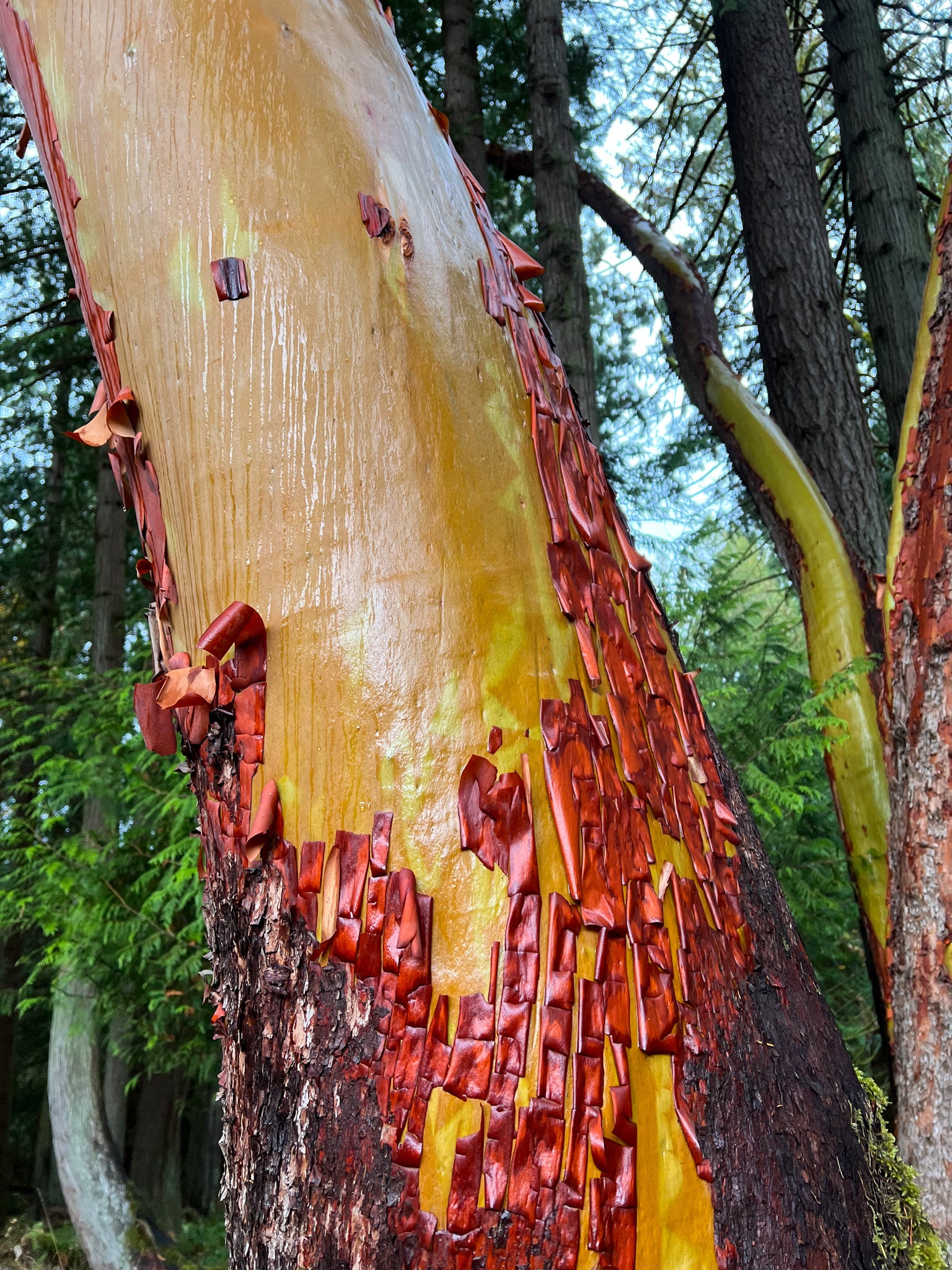 Arbutus - Tree Medicine