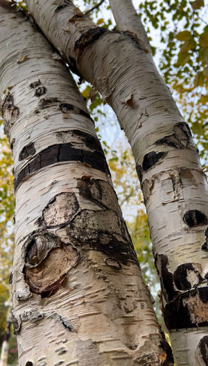Birch Tree Medicine