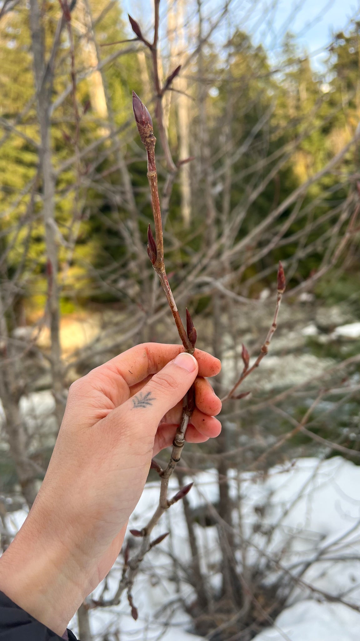 Poplar Bud - Tree Medicine