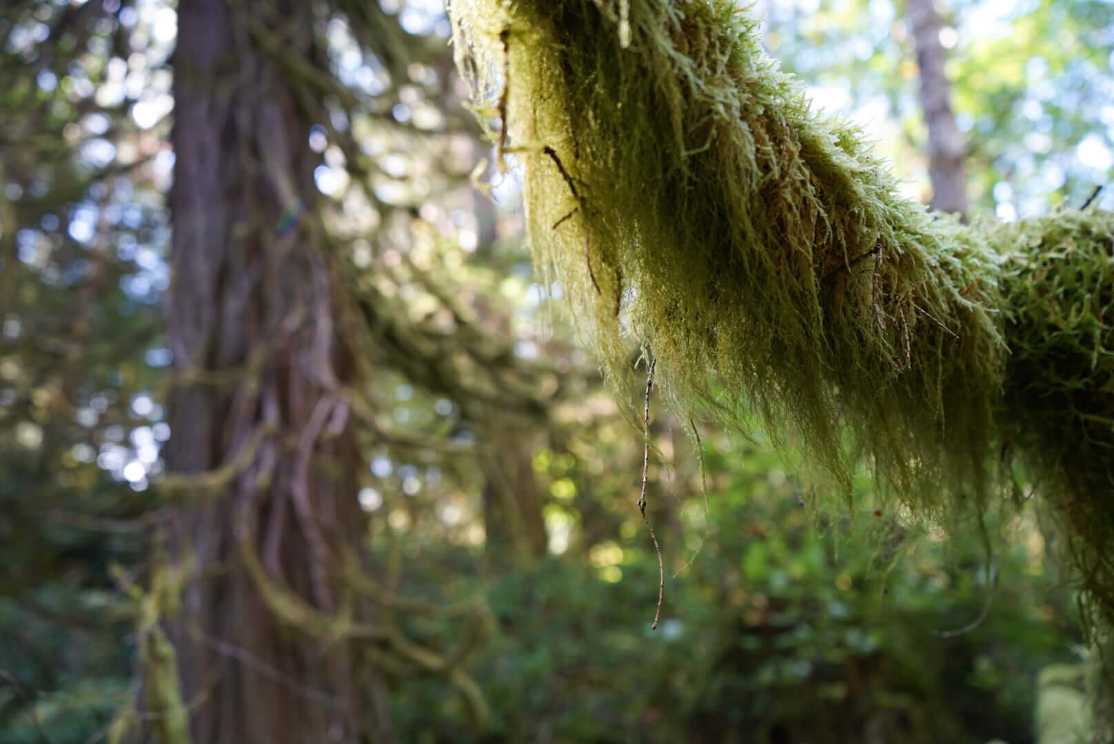 Usnea spp