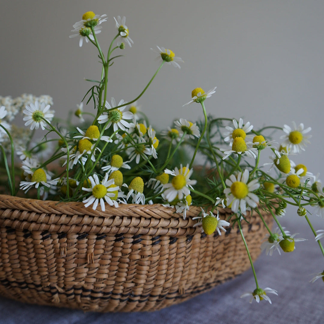 Blue Yarrow, Chamomile & Oat Soap