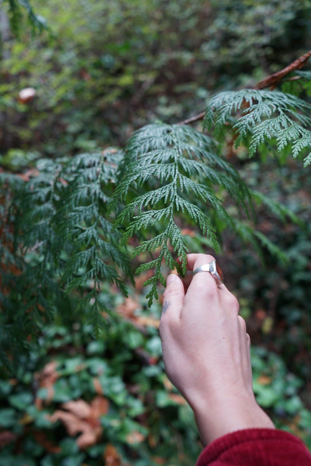 cedar leaf