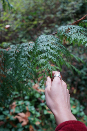 cedar leaf