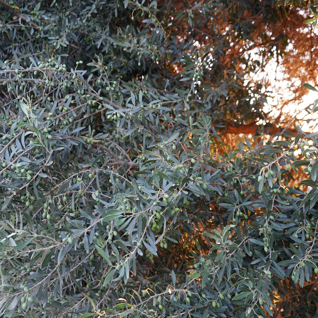 Olio d'oliva - Castile Soap