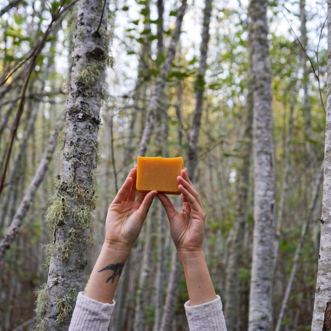 Angelica Carrot Cassia Soap