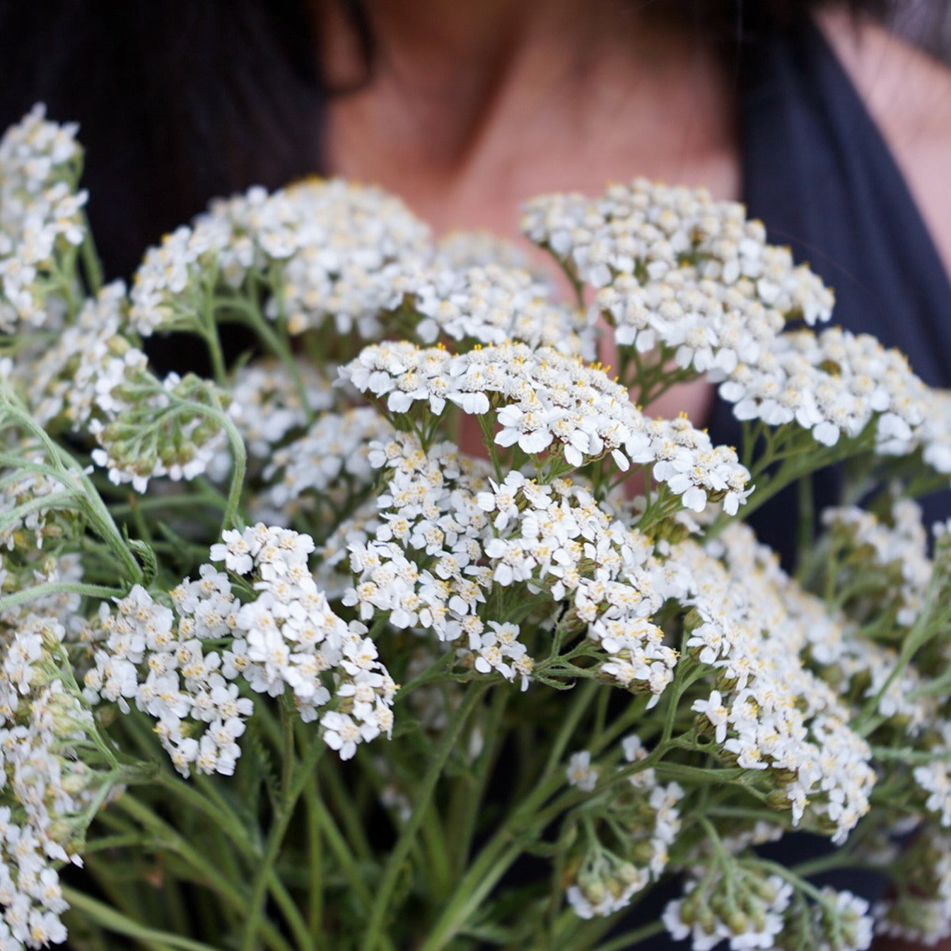 yarrow